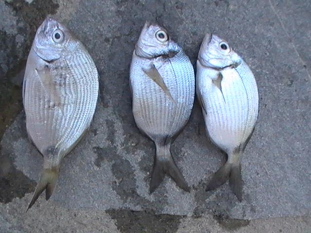 capturi grecia  - pic3477.JPG